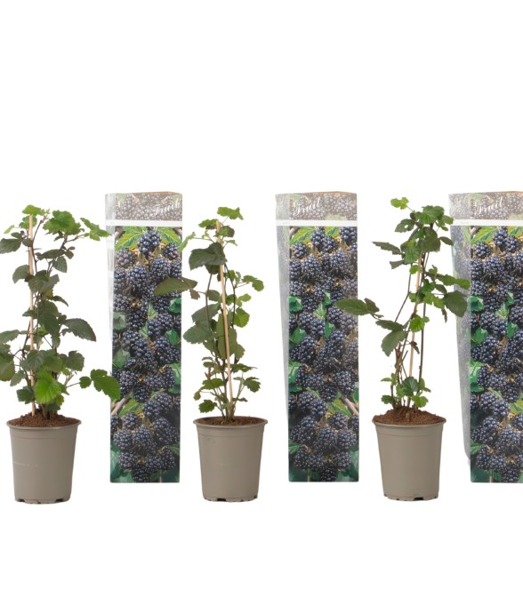 Plante de mûre - Lot de 3 -...