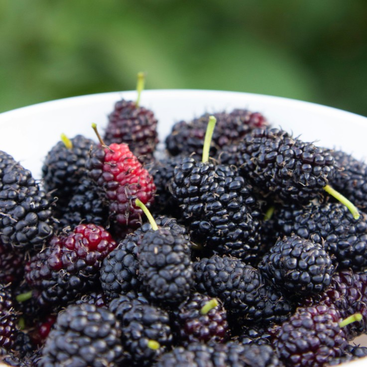 Plante de mûre - Lot de 3 - Rubus Thornless - Hauteur 25-40cm - ⌀9cm