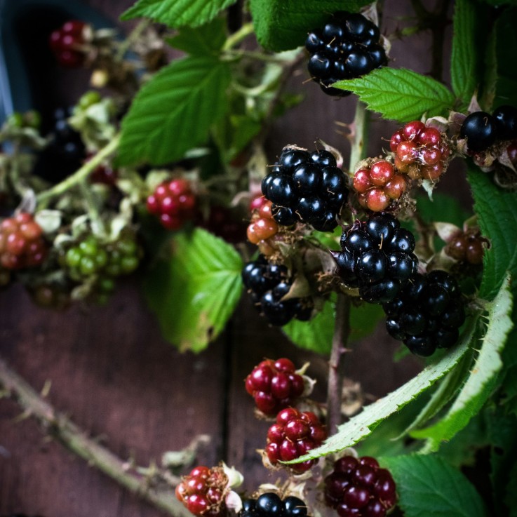 Plante de mûre - Lot de 3 - Rubus Thornless - Hauteur 25-40cm - ⌀9cm