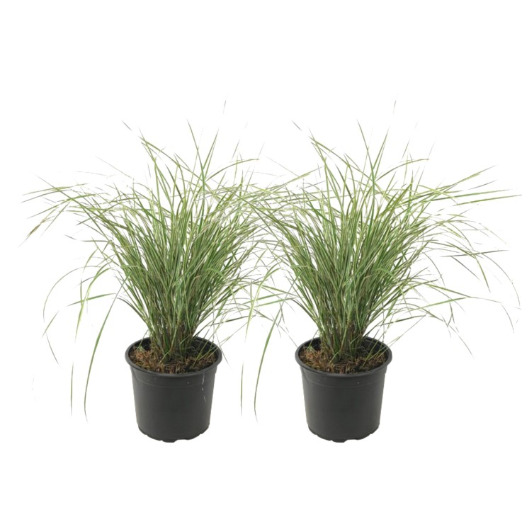 Calamagrostide - Set de 2 - Calamagrostis 'Overdam' - Hauteur 20-30cm - ⌀23cm