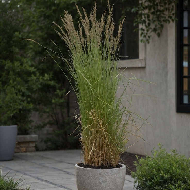 Calamagrostide - Set de 2 - Calamagrostis 'Overdam' - Hauteur 20-30cm - ⌀23cm