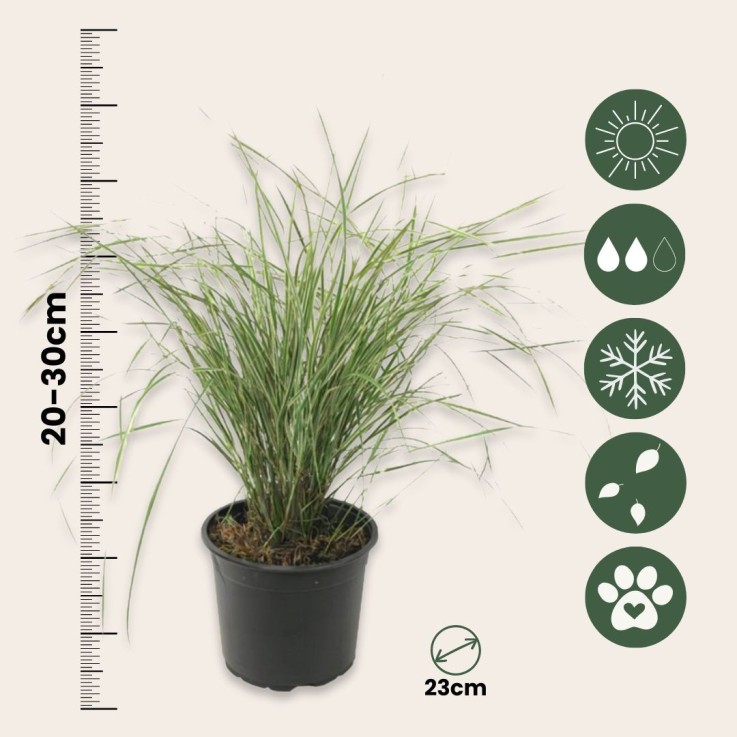 Calamagrostide - Set de 2 - Calamagrostis 'Overdam' - Hauteur 20-30cm - ⌀23cm