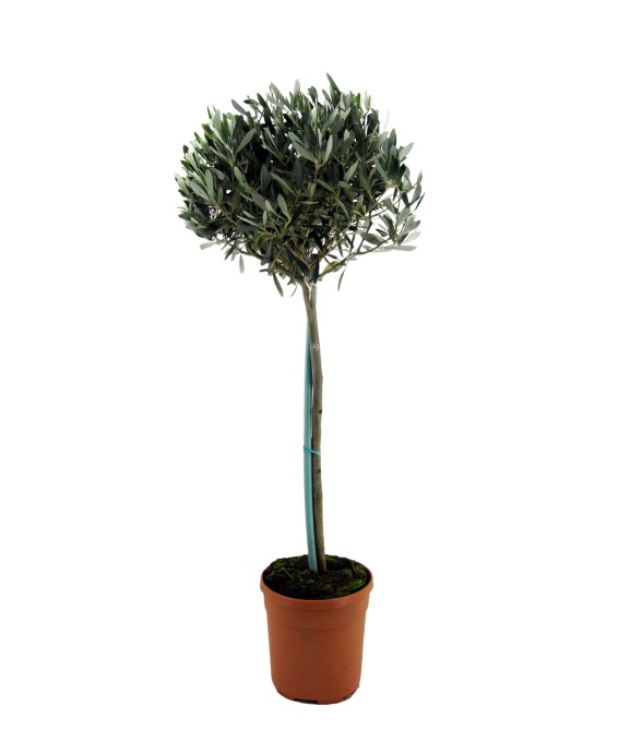 Olivier - Olea europaea -...