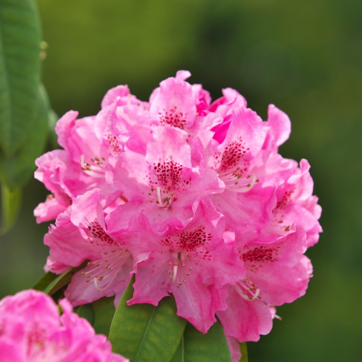 Buisson à fleurs - Set de 3 - Rhododendron roseum - Hauteur 25-40cm - ⌀9cm