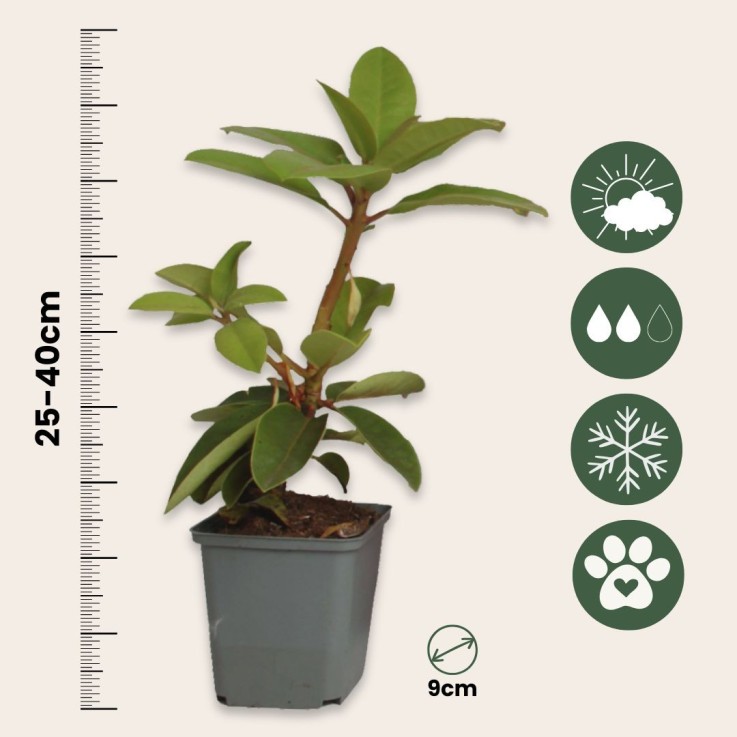 Buisson à fleurs - Set de 3 - Rhododendron roseum - Hauteur 25-40cm - ⌀9cm