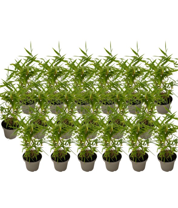 Bambou - Lot de 18 -...