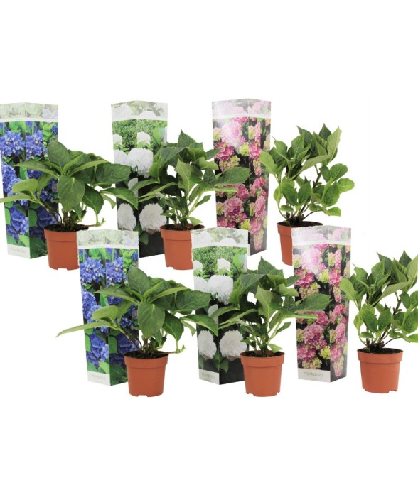 Hortensia - Set de 6 -...