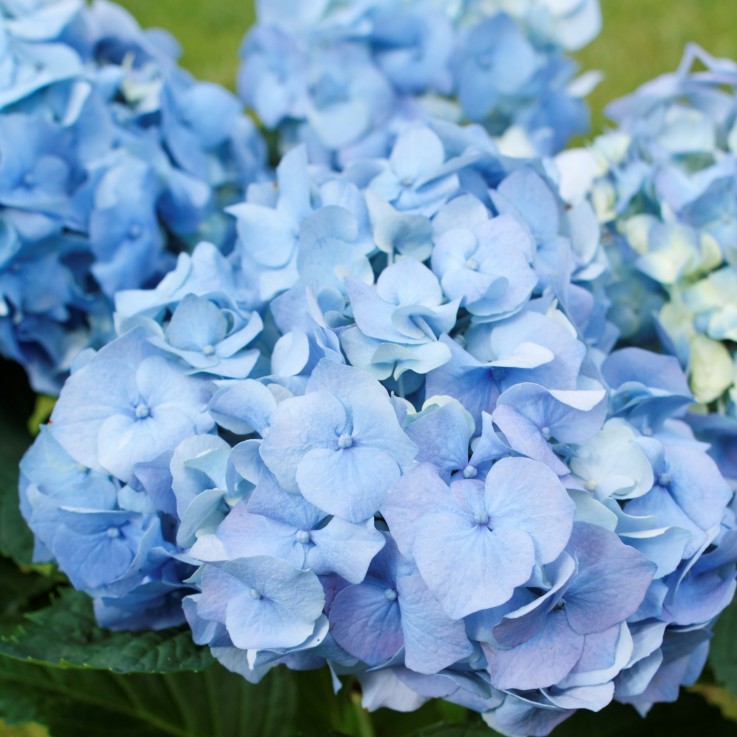 Hortensia - Set de 6 - Hydrangea macrophylla - Hauteur 25-40cm - ⌀9cm