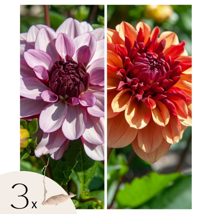 Dahlias - Set de 3 - Dahlia 'Sweet & Honey' - Bulbes à fleurs - Vert