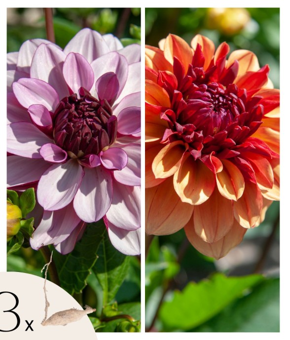 Dahlias - Set de 3 - Dahlia...