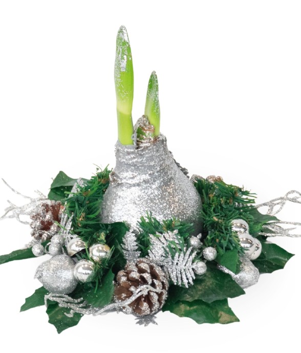 Amaryllis - Hippeastrum...