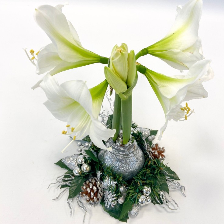 Amaryllis - Hippeastrum 'Couronne de Noël' - Argent