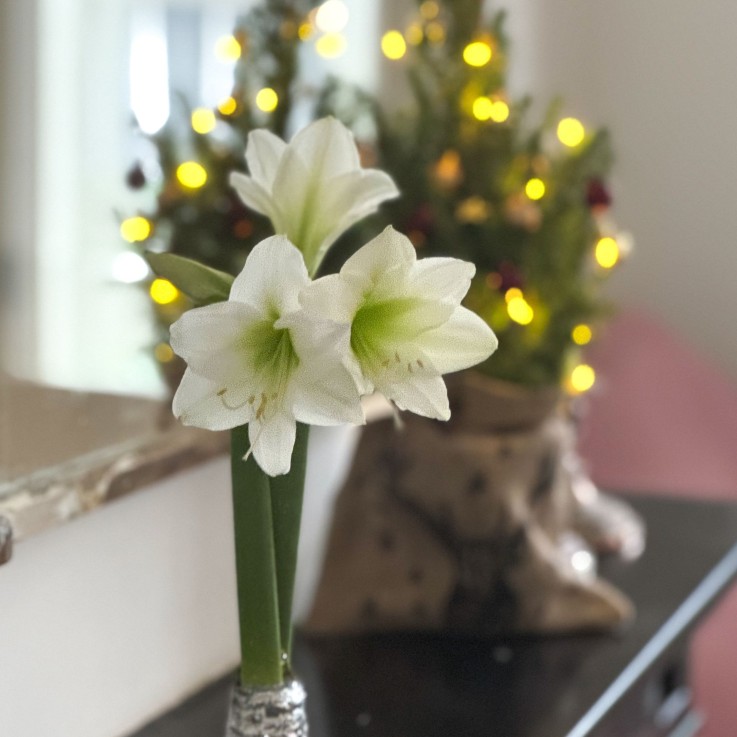 Amaryllis - Hippeastrum 'Couronne de Noël' - Argent