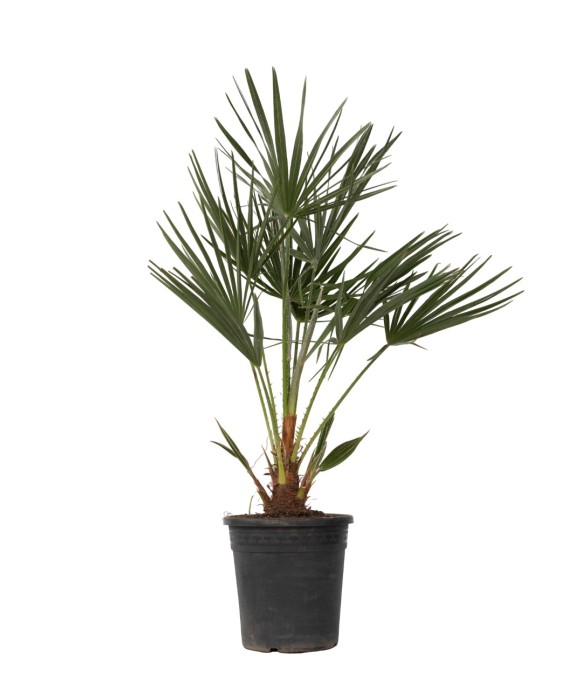 Palmier nain - Chamaerops...