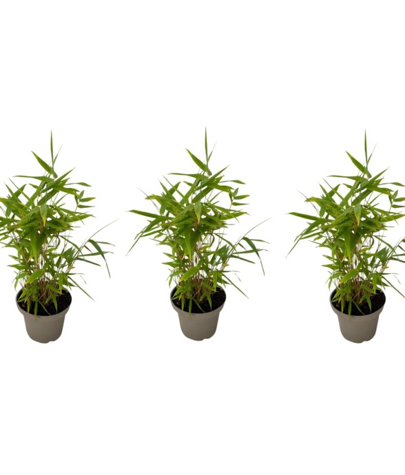 Bambou - Lot de 3 -...
