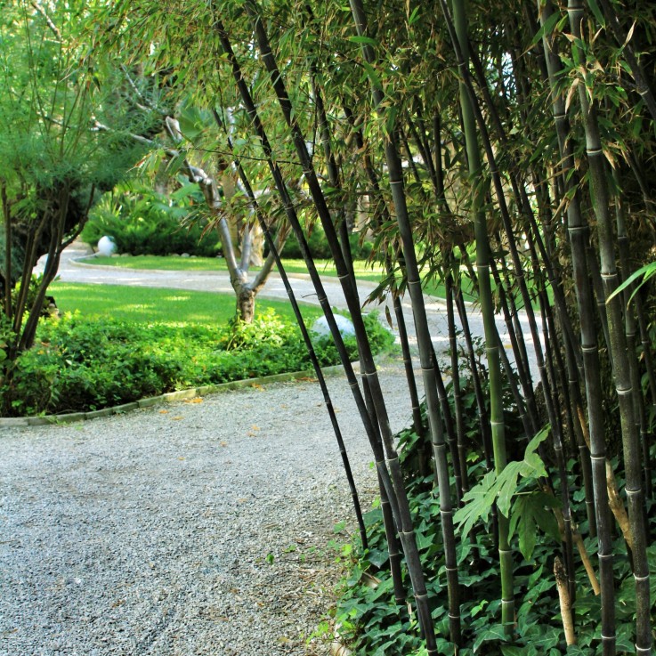 Bambou - Lot de 3 - Fargesia nitida 'Black Dragon' - Hauteur 25-40cm - ⌀14cm