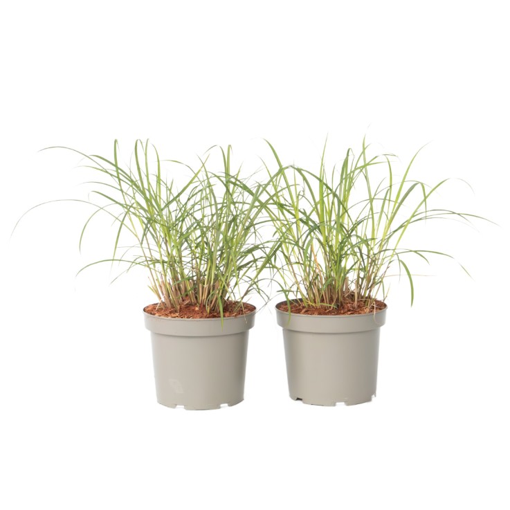 Roseau de Chine - Set de 2 - Miscanthus sinensis 'Red Chief' - H40-60cm - ⌀23cm