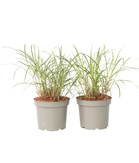 Roseau de Chine - Set de 2...