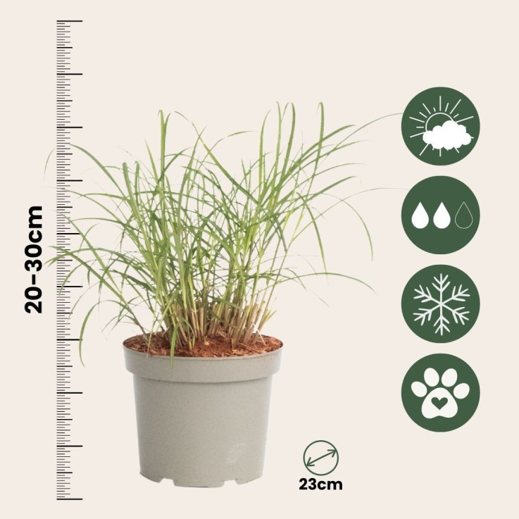 Roseau de Chine - Set de 2 - Miscanthus sinensis 'Red Chief' - H40-60cm - ⌀23cm