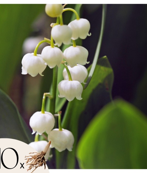 Muguet de mai - Set de 10 -...