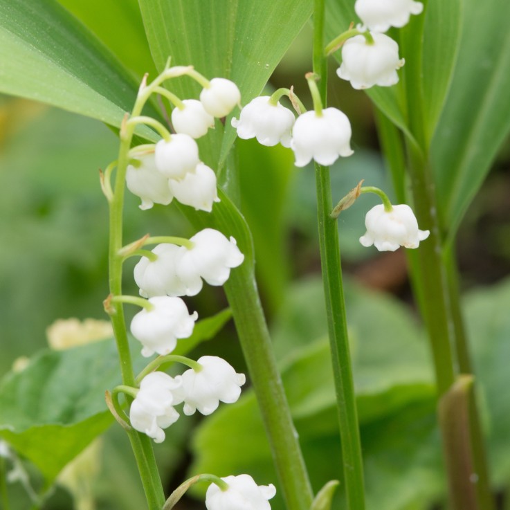 Muguet de mai - Set de 10 - Convallaria 'Majalis' - Bulbes à fleurs - Blanc
