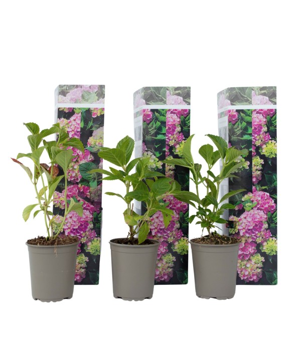 Hortensia - Set de 3 -...
