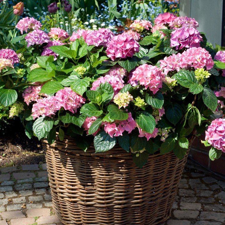 Hortensia - Set de 3 - Hydrangea macrophylla 'Early Pink' - H25-40cm - ⌀9cm