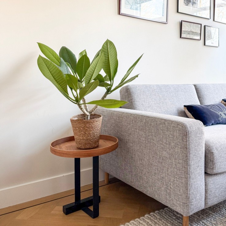 Frangipanier hawaii - Plumeria rubra 'Blanc' - avec panier - H. 55-70cm - ⌀17cm