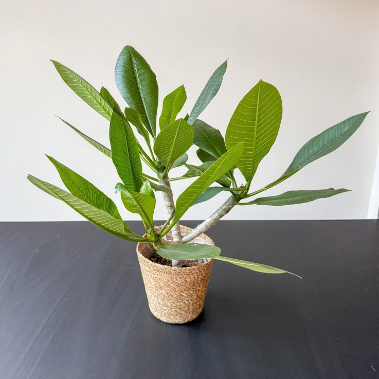 Frangipanier hawaii - Plumeria rubra 'Blanc' - avec panier - H. 55-70cm - ⌀17cm