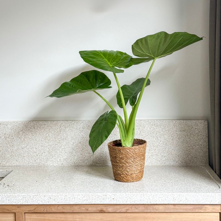 Plante à grandes feuilles - Alocasia macrorrhizos avec panier - 60-70cm - ⌀17cm