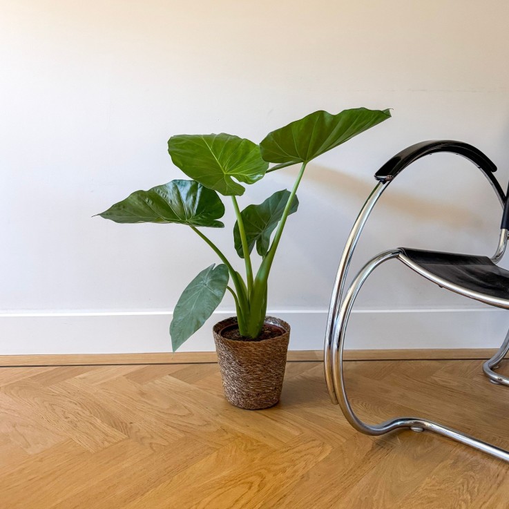 Plante à grandes feuilles - Alocasia macrorrhizos avec panier - 60-70cm - ⌀17cm