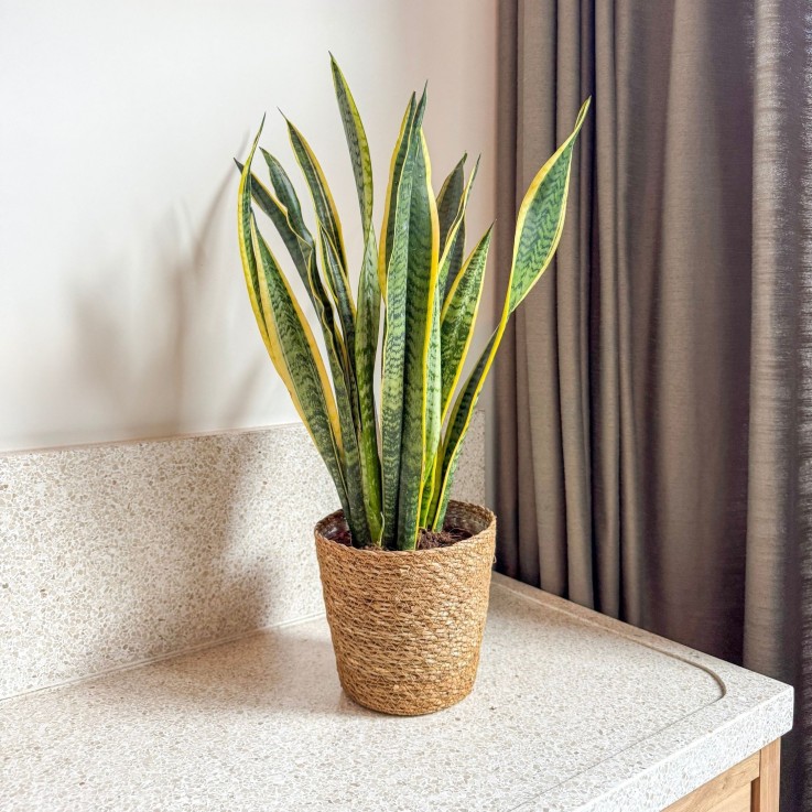 Langue de belle-mère - Sansevieria Laurentii - Avec panier - H60-70cm - ⌀17cm