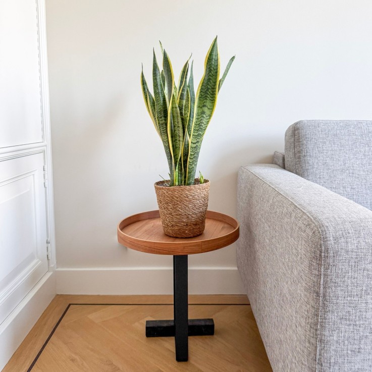 Langue de belle-mère - Sansevieria Laurentii - Avec panier - H60-70cm - ⌀17cm