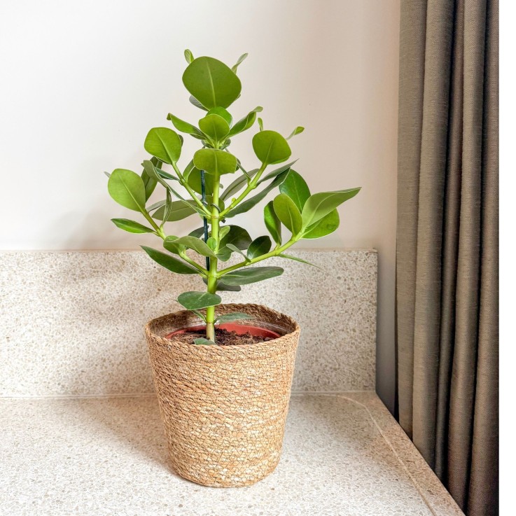 Pommier baumier - Clusia rosea 'Princess' avec panier - Hauteur 50-60cm - ⌀17cm