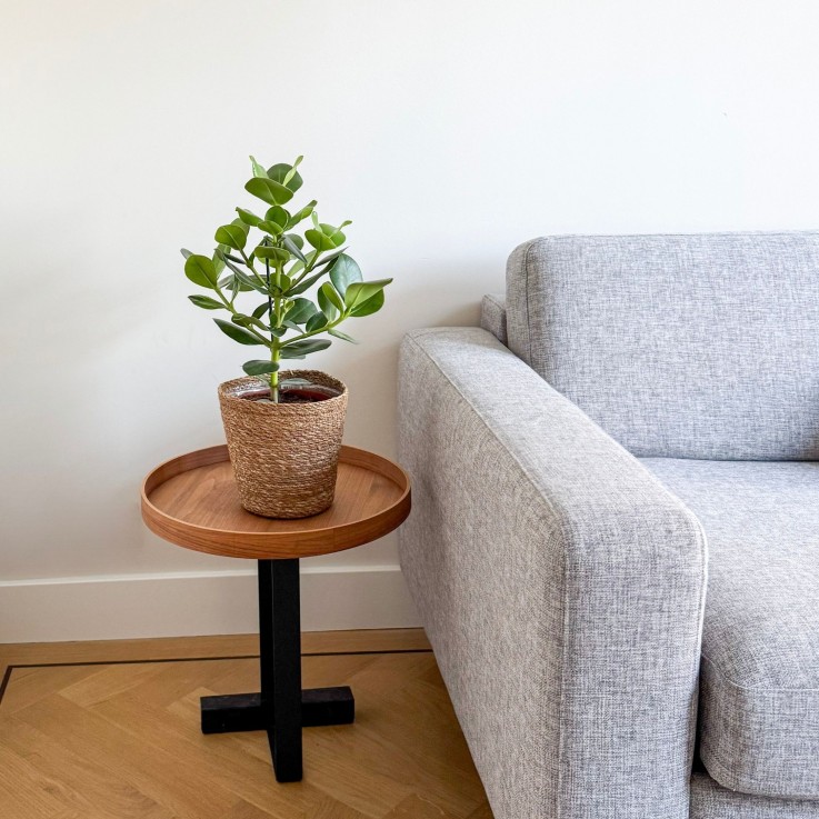 Pommier baumier - Clusia rosea 'Princess' avec panier - Hauteur 50-60cm - ⌀17cm