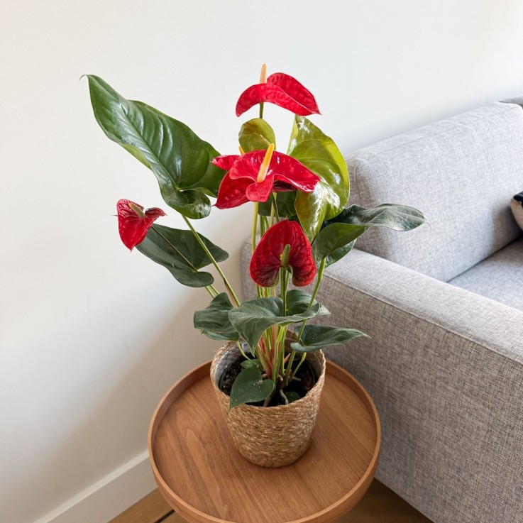 Langue de feu - Anthurium 'Madural Red' - Avec panier - Hauteur 55-70cm - ø17cm