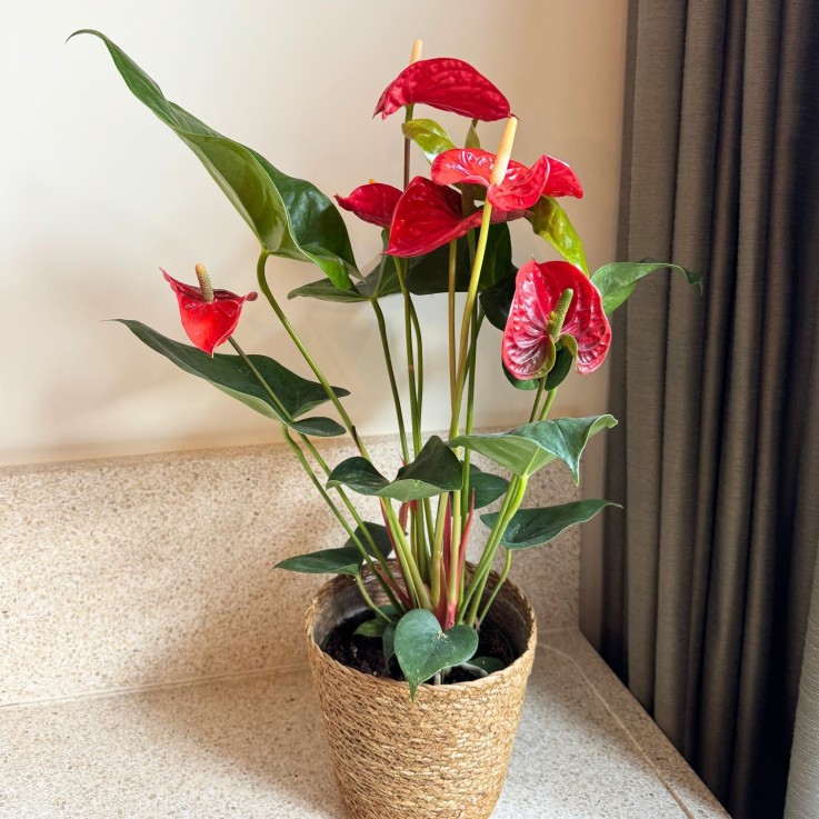 Langue de feu - Anthurium 'Madural Red' - Avec panier - Hauteur 55-70cm - ø17cm