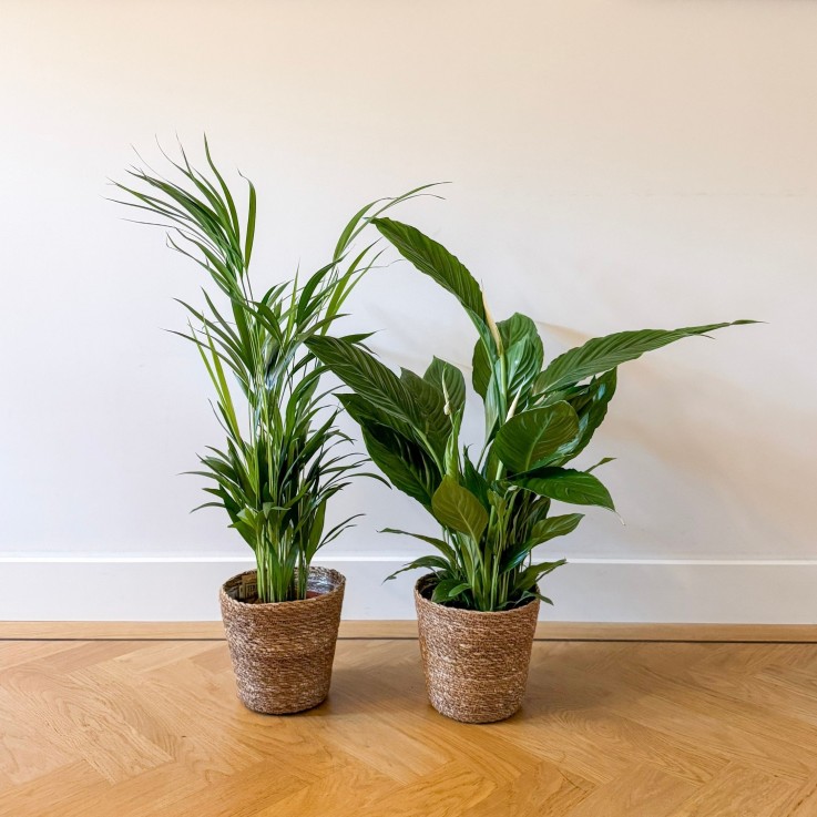 Mélange de plantes d'intérieur - Set 2 - Avec panier - Hauteur 60-75cm - ⌀17cm