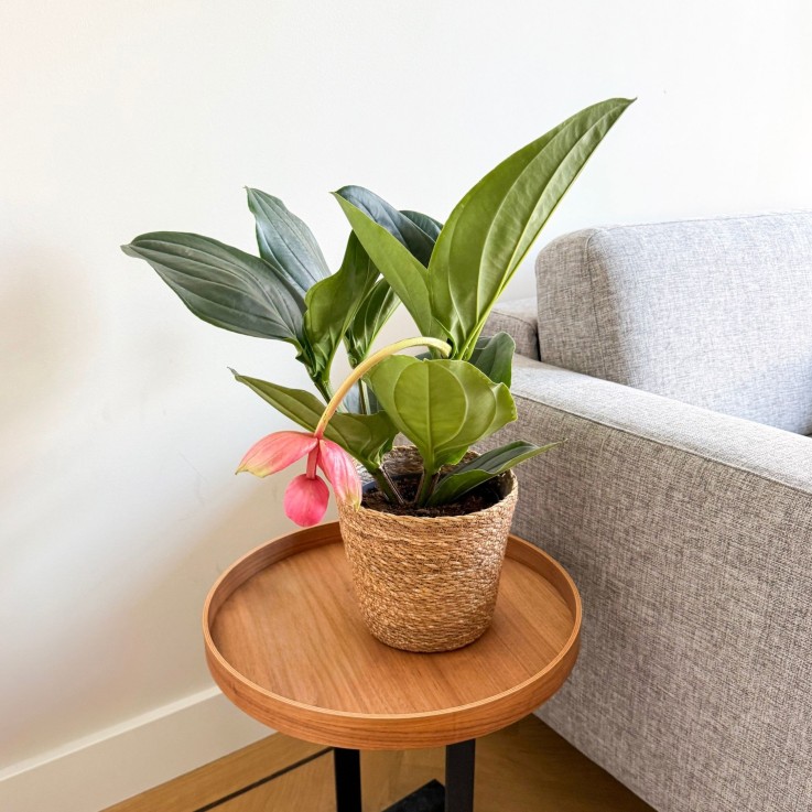 Medinille magnifique - Medinilla magnifica - Hauteur 55-60cm - ⌀17cm