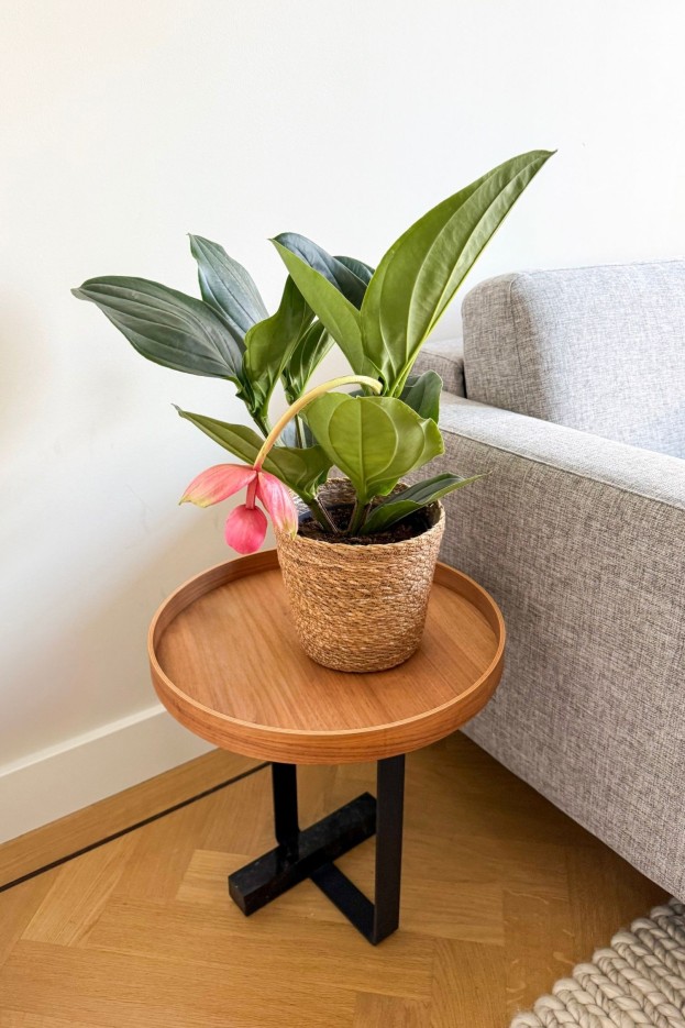 Medinille magnifique - Medinilla magnifica - Hauteur 40-50cm - ⌀14cm