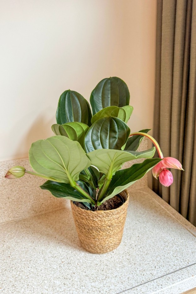 Medinille magnifique - Medinilla magnifica - Hauteur 40-50cm - ⌀14cm