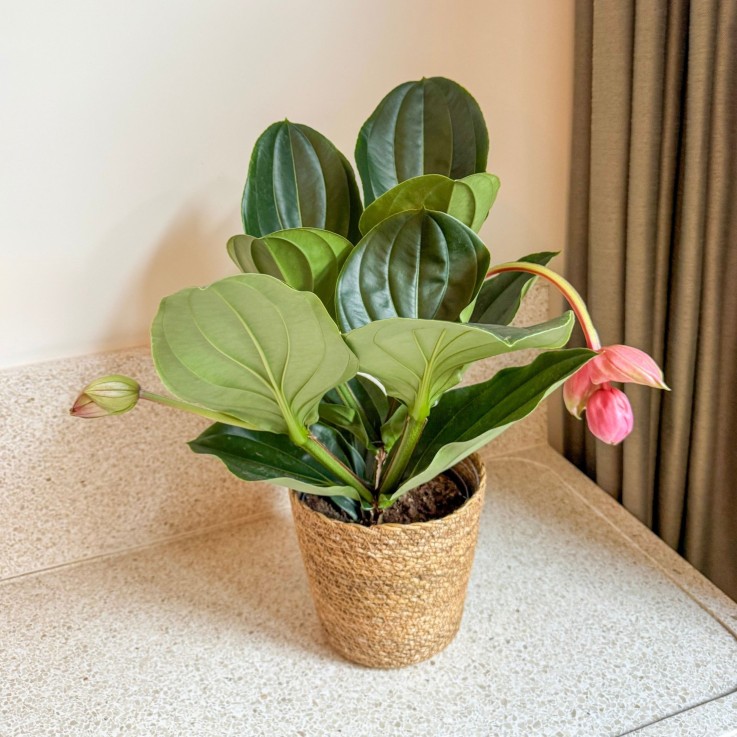 Medinille magnifique - Medinilla magnifica - Hauteur 40-50cm - ⌀17cm