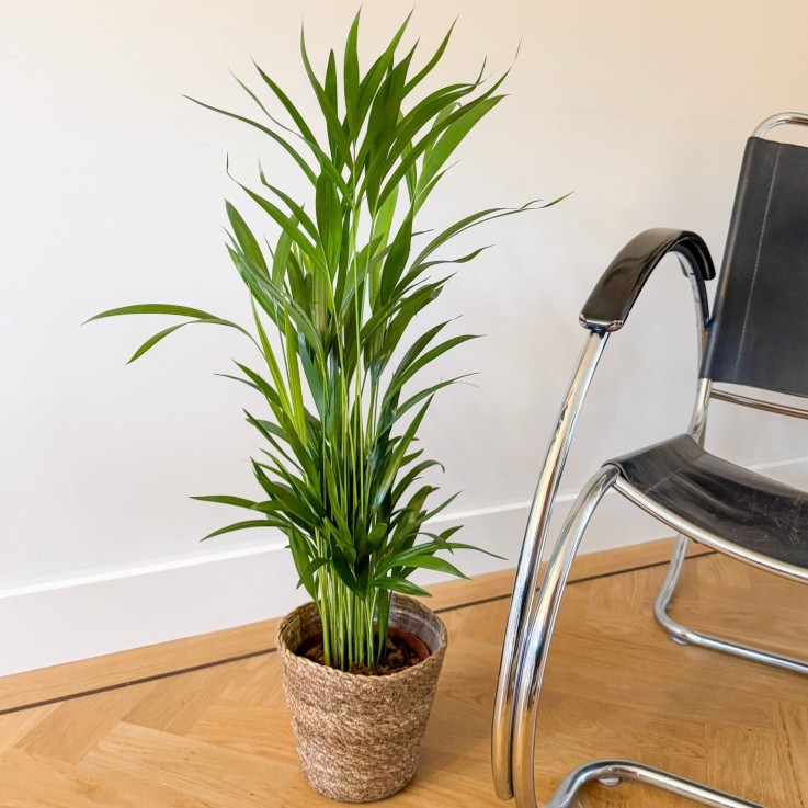 Palmier areca - Dypsis lutescens - Avec panier - Hauteur 60-70cm - ⌀17cm