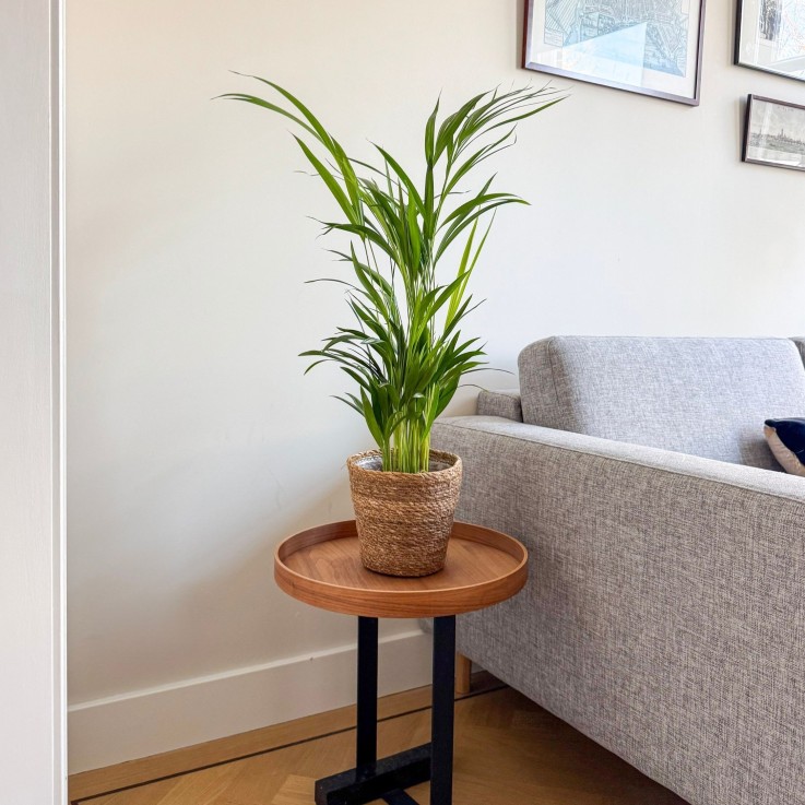 Palmier areca - Dypsis lutescens - Avec panier - Hauteur 60-70cm - ⌀17cm