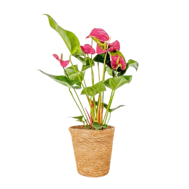 Langue de feu - Anthurium 'Maine Pink' - Avec panier - Hauteur 55-70cm - ø17cm