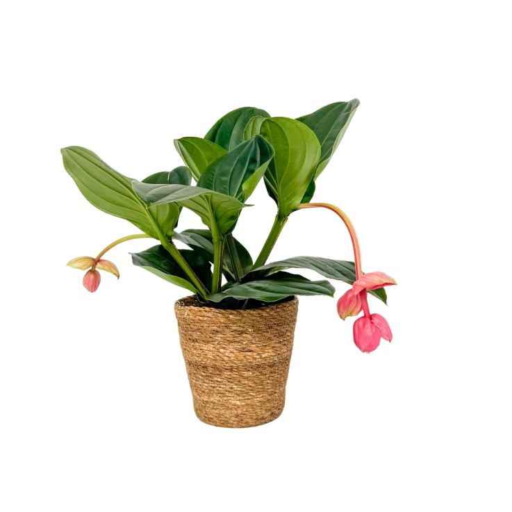 Medinille magnifique - Medinilla magnifica - Panier inclus - H40-50cm - ⌀17cm