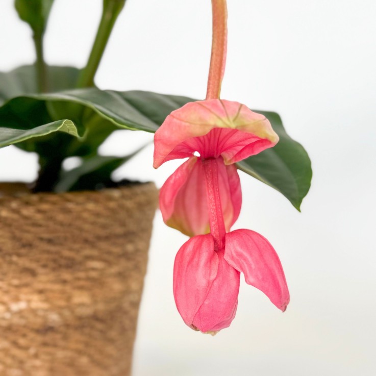 Medinille magnifique - Medinilla magnifica - Panier inclus - H40-50cm - ⌀17cm