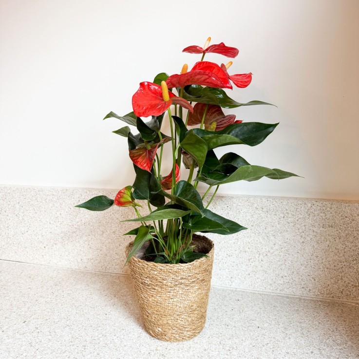 Langue de feu - Anthurium 'Madural Orange' avec panier - Hauteur 55-70cm - ø17cm