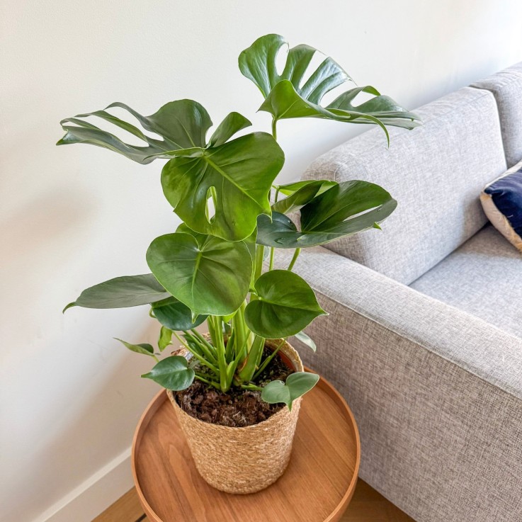 Plante à trous - Monstera deliciosa - avec panier - Hauteur 50-60cm - ⌀17cm