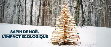 Sapin de Noël : impact environnemental et alternatives écologiques
